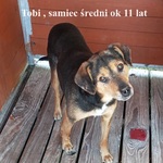 Tobi, samiec