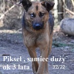 Piksel, samiec