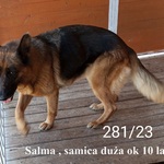 Salma, samica, zdj.2