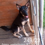 Zatura, samica