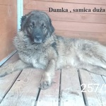 Dumka, samica